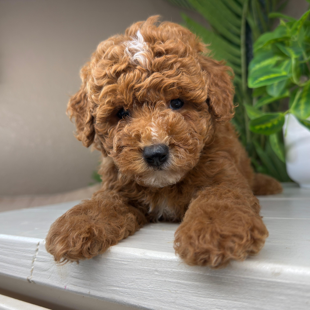 Micro-Goldendoodle-Puppies