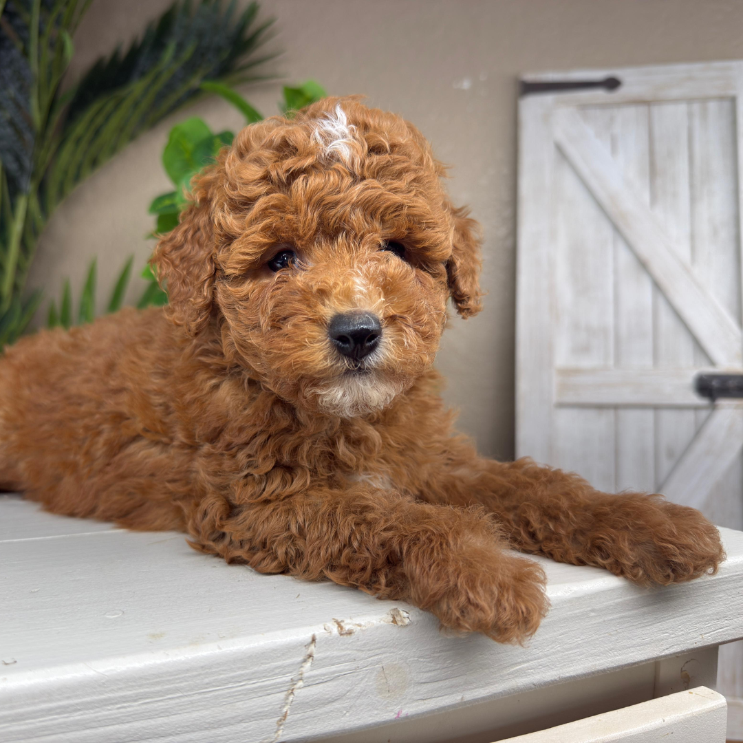 Micro-Goldendoodle-Puppies