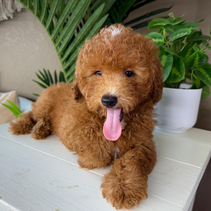 Best-Goldendoodle-Breeder