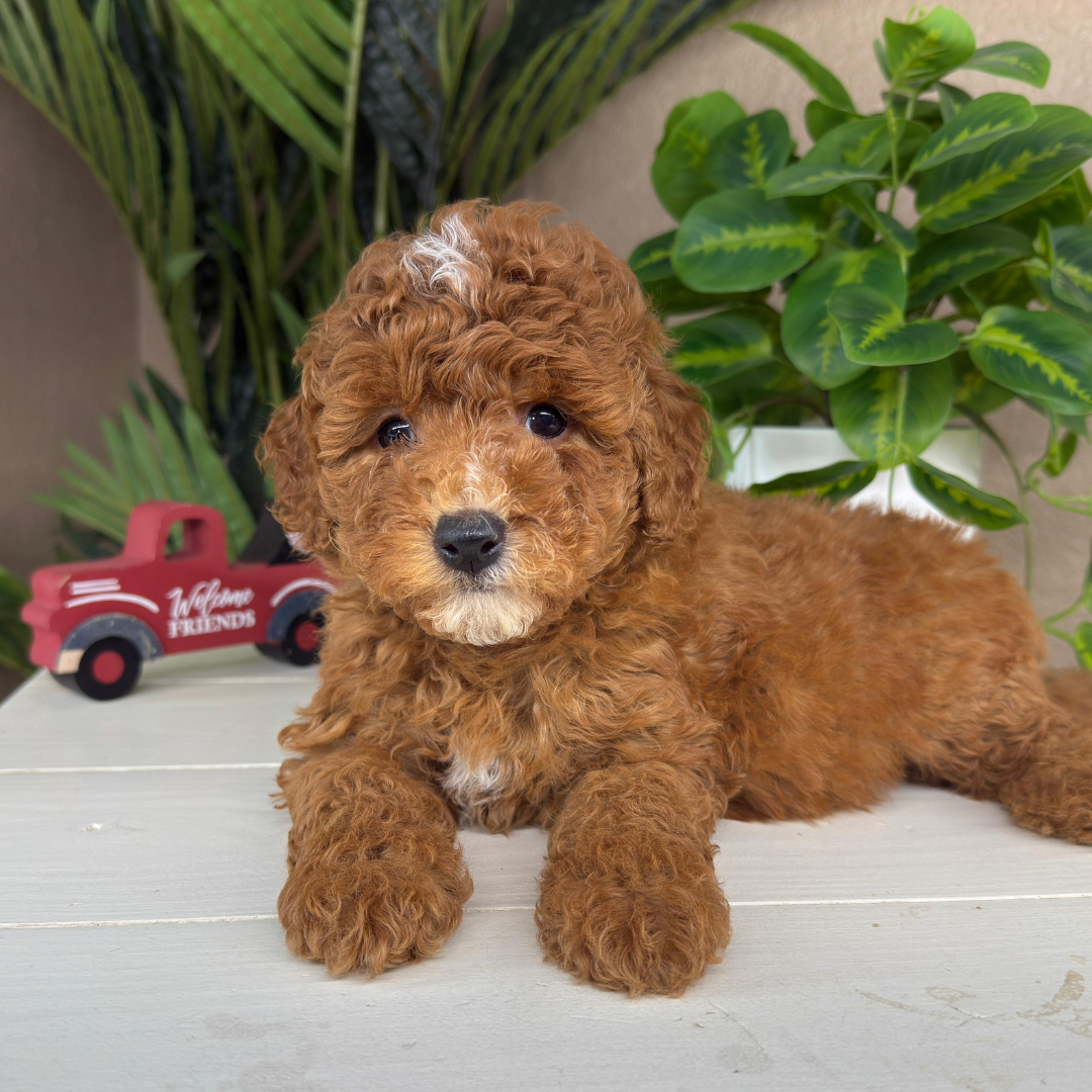 Micro-Goldendoodle-Puppies