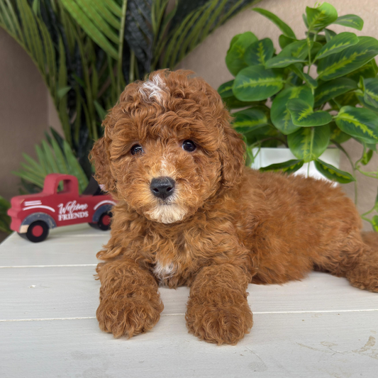 Micro-Goldendoodle-Puppies