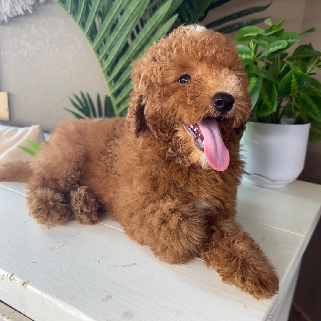 Best-Goldendoodle-Breeder