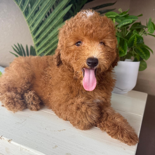 Best-Goldendoodle-Breeder