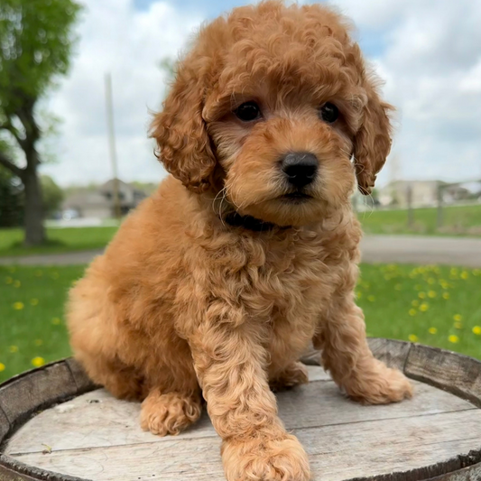 Goldendoodle-Breeder-Near-Me
