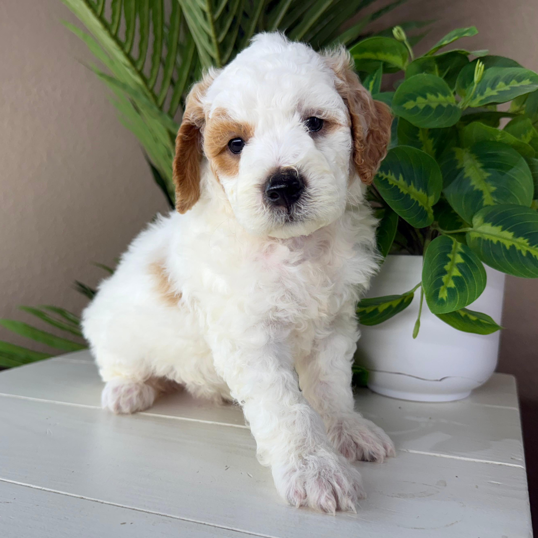 Micro-Goldendoodle