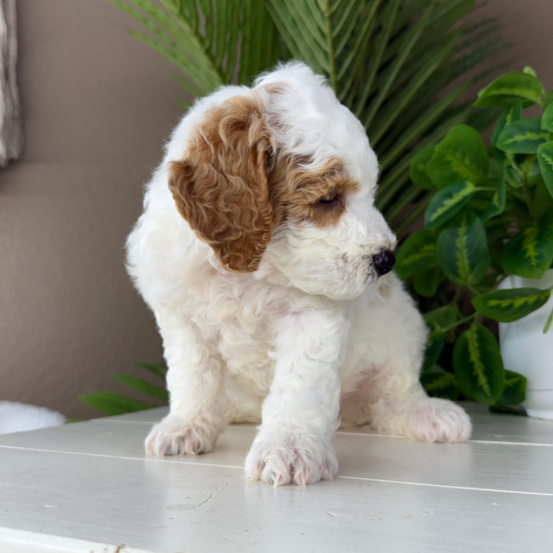 Micro-Goldendoodle