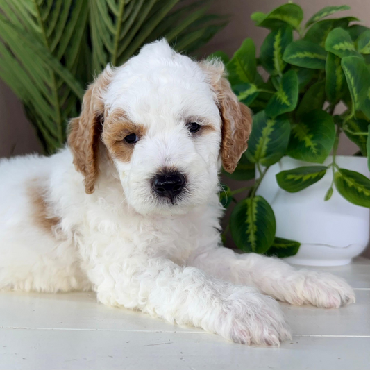 Micro-Goldendoodle