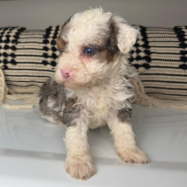 Blue-Eye-Puppy