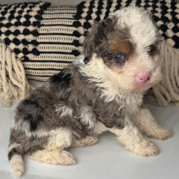 Blue-Eye-Puppy