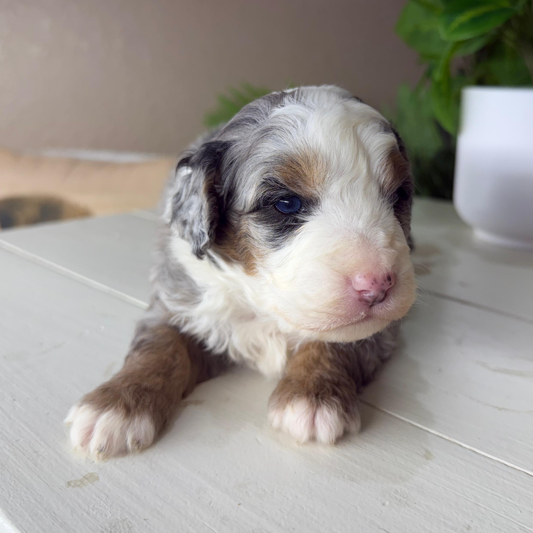 Merle-Bernedoodles