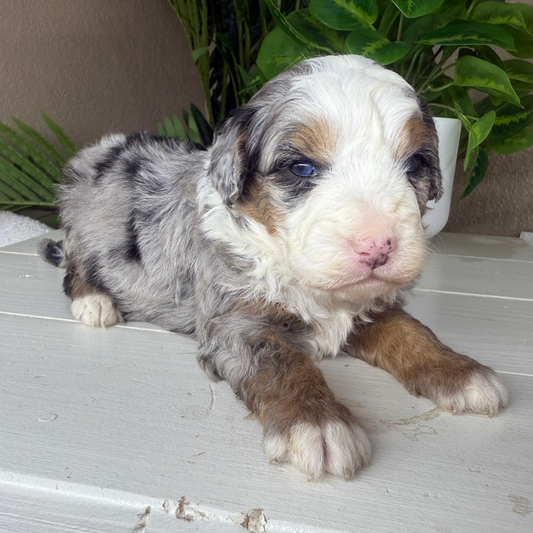 Merle-Bernedoodles