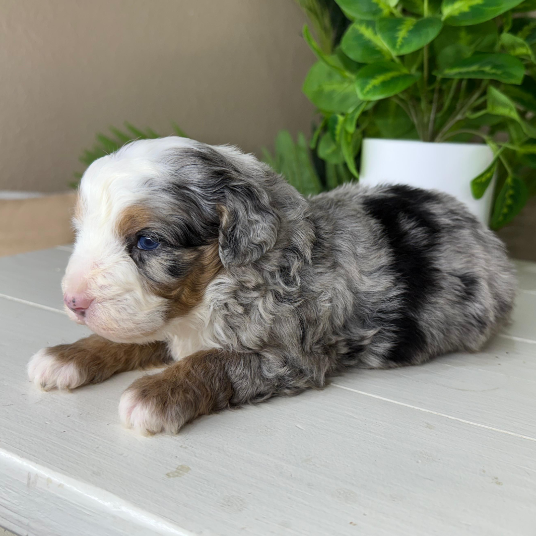 Merle-Bernedoodles
