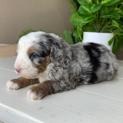 Merle-Bernedoodles