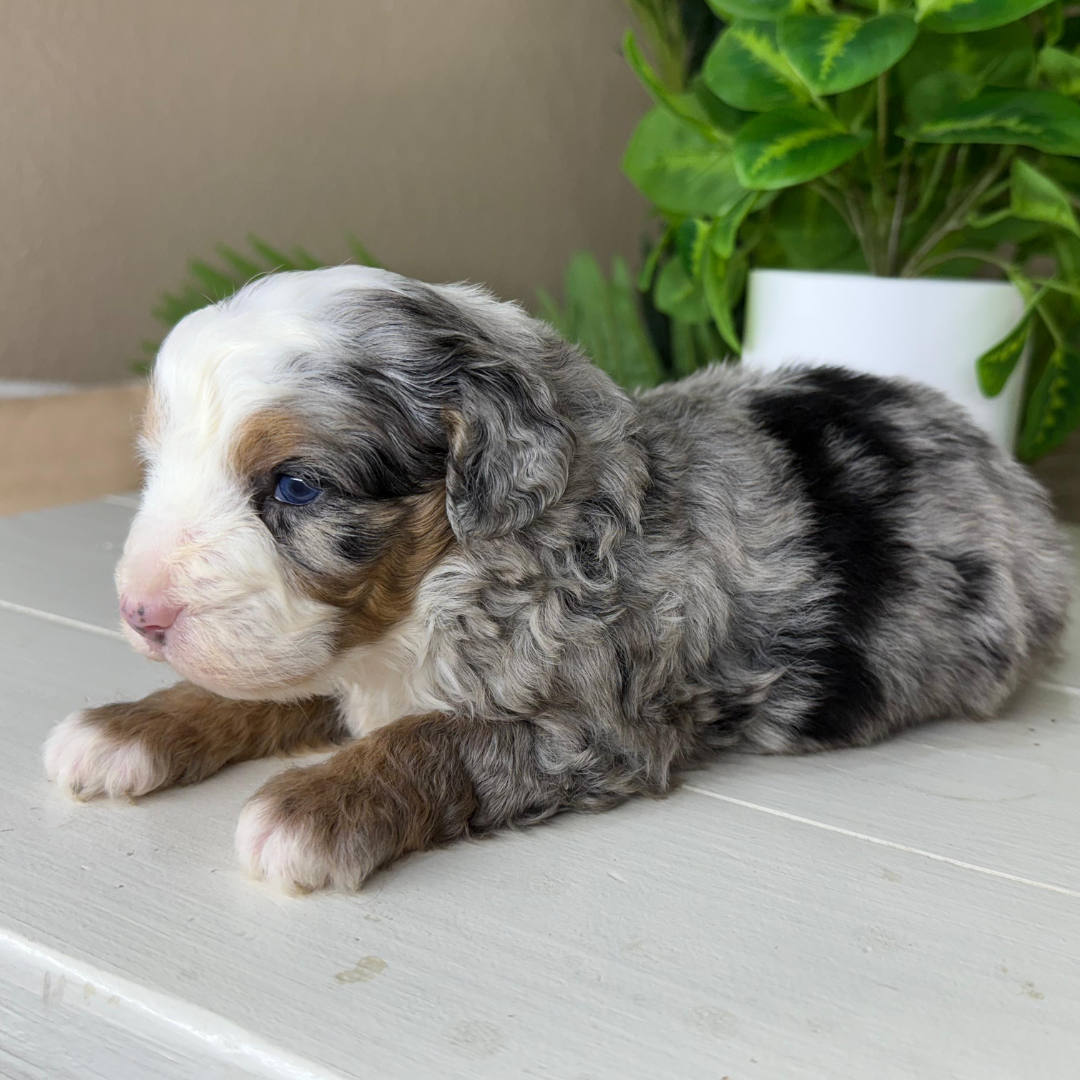 Merle-Bernedoodles