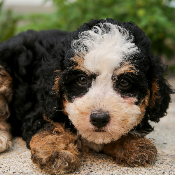 Bernedoodle-Pup