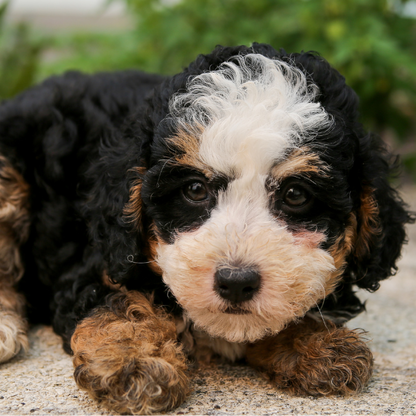 Bernedoodle-Pup