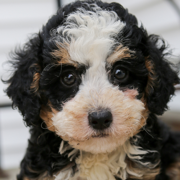 Bernedoodle-Pup