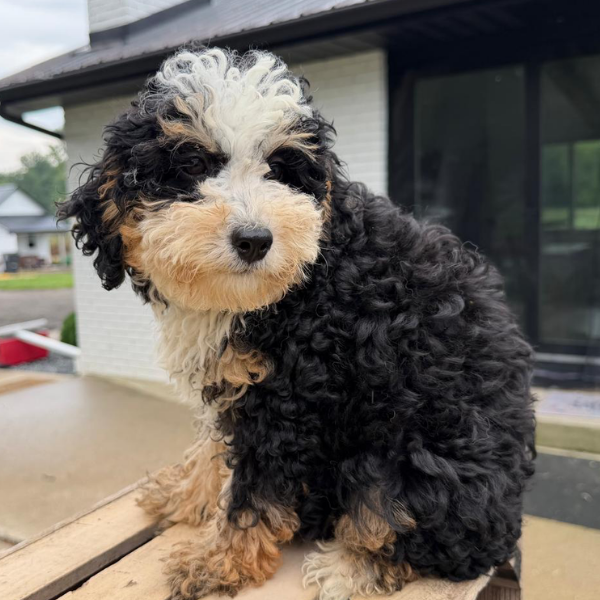 Micro-Bernedoodle