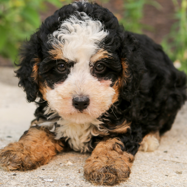 Bernedoodle-Pup