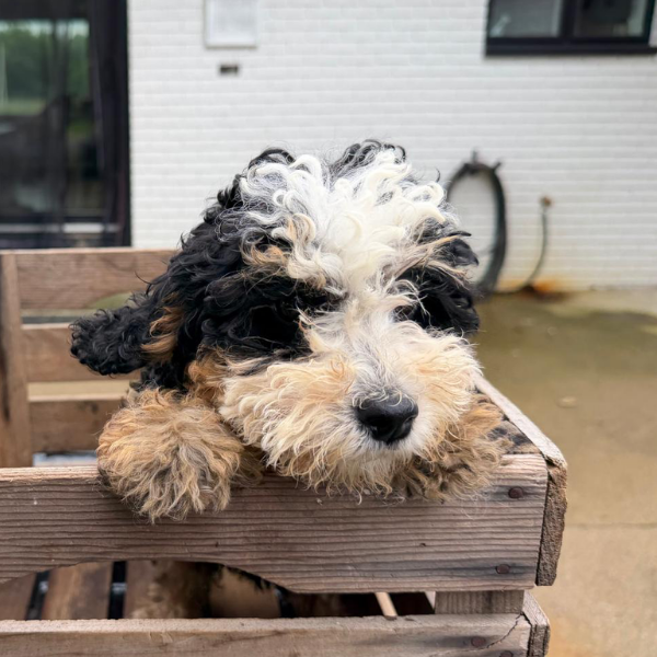 Micro-Bernedoodle