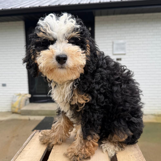 Micro-Bernedoodle