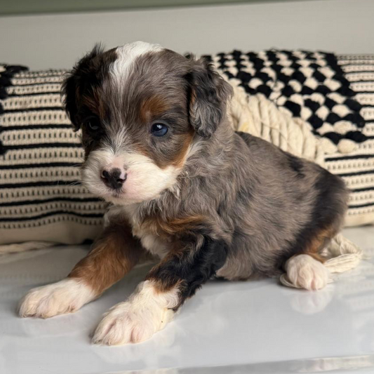 Bernedoodle-Breeder