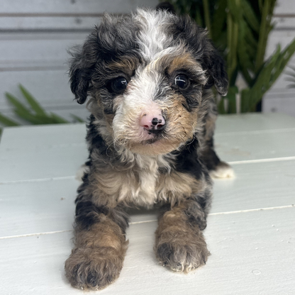 Merle-Bernedoodle-Puppy