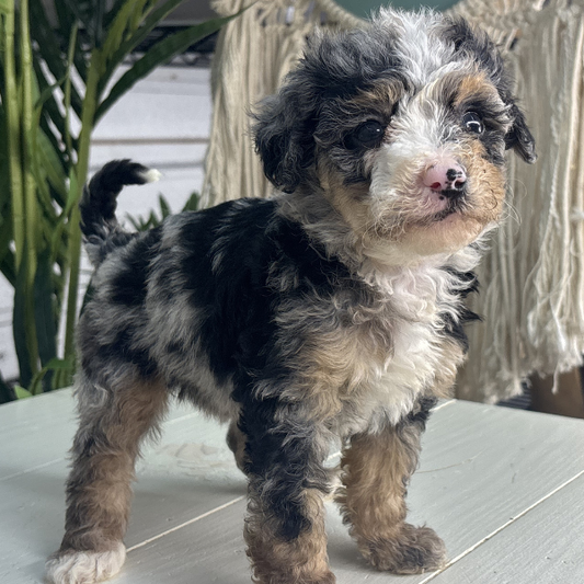 Merle-Bernedoodle-Puppy
