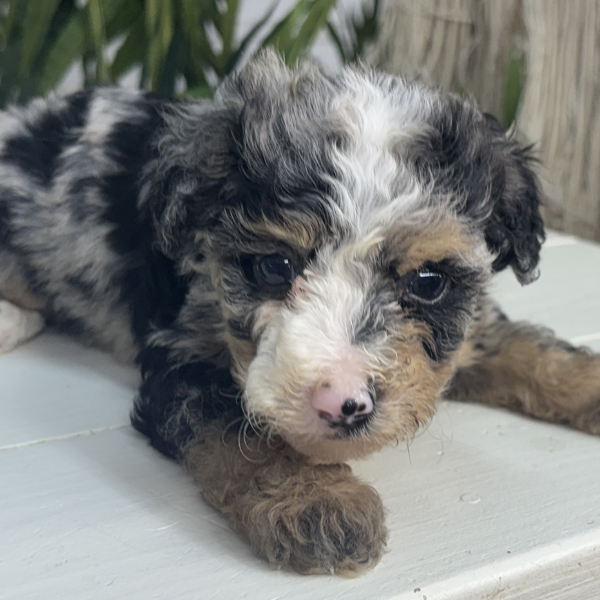 Merle-Bernedoodle-Puppy