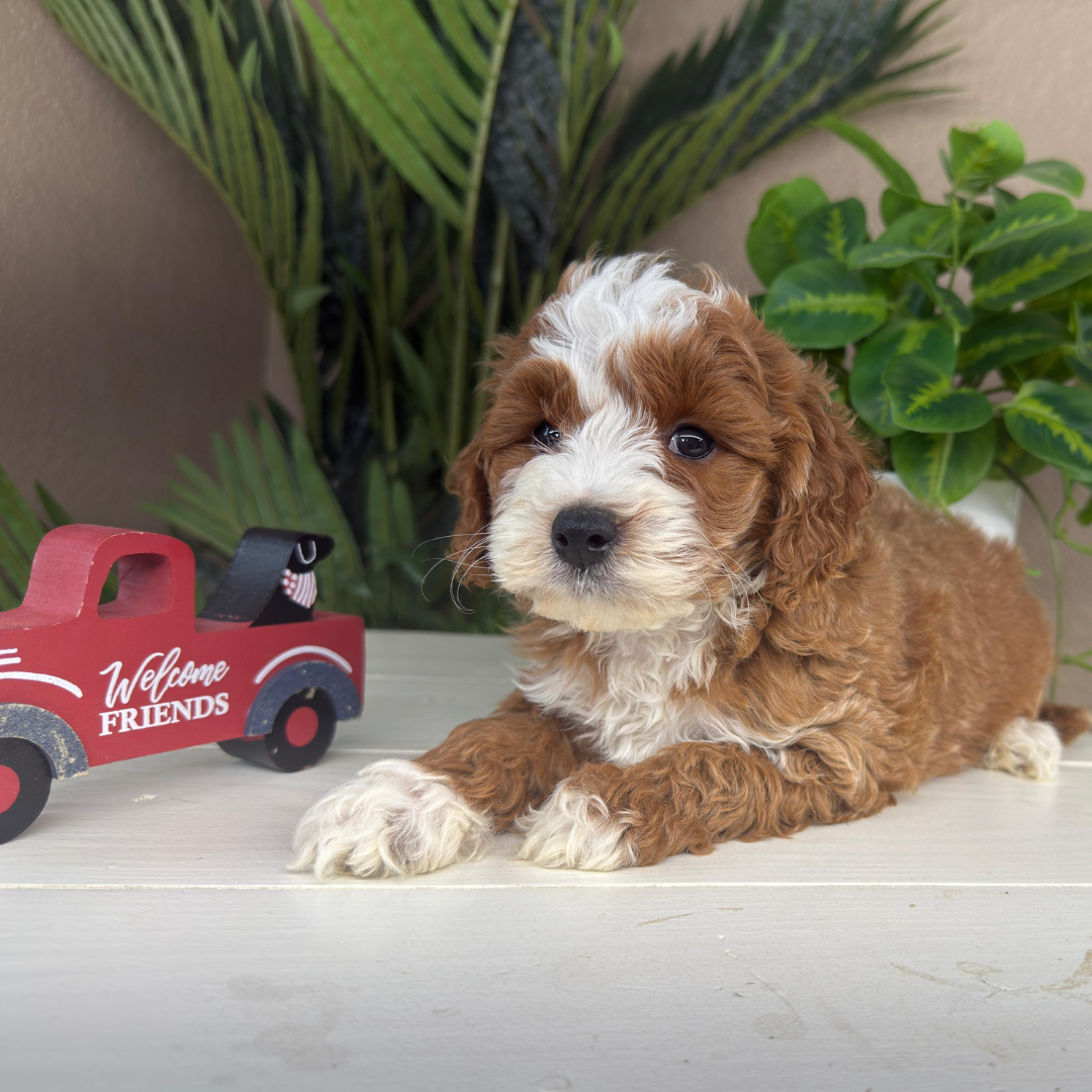 Micro-Goldendoodle-Puppies