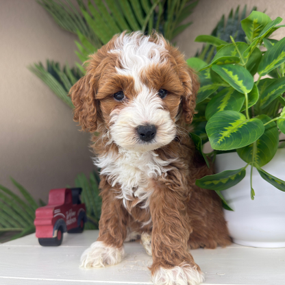 Micro-Goldendoodle-Puppies