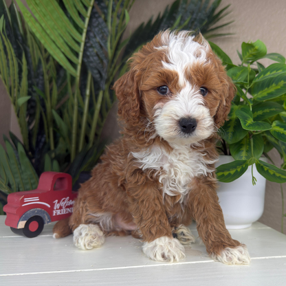 Micro-Goldendoodle-Puppies
