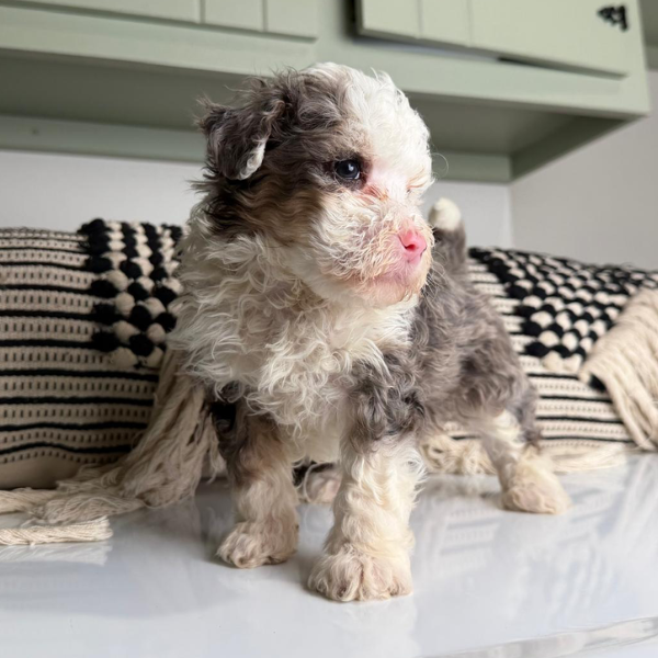 Micro-Bernedoodle
