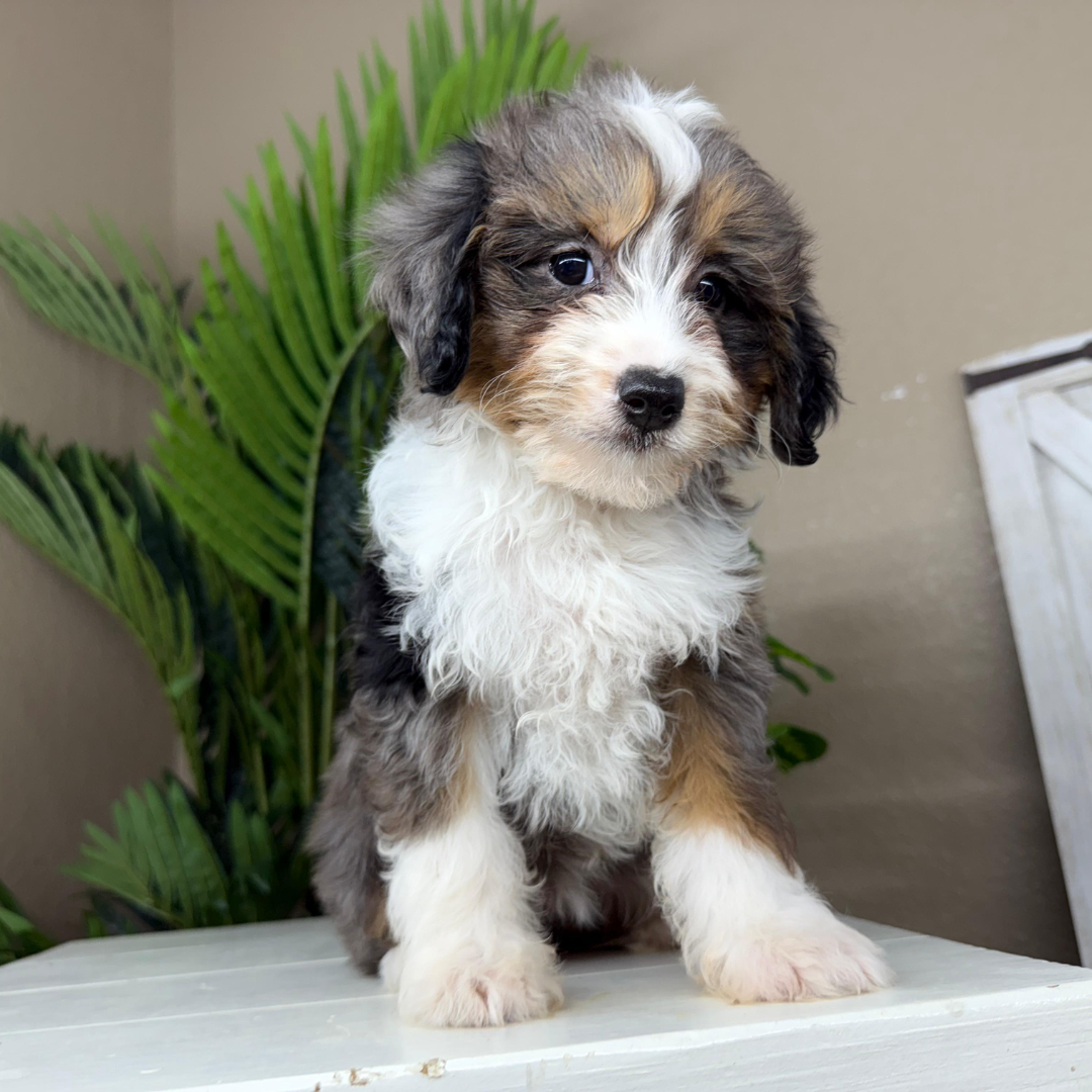 Best-Micro-Bernedoodle-Breeder