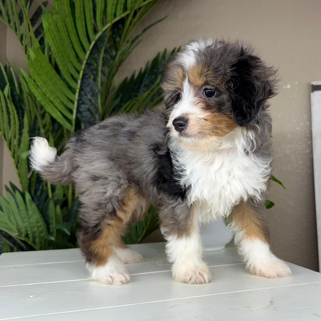 Best-Micro-Bernedoodle-Breeder