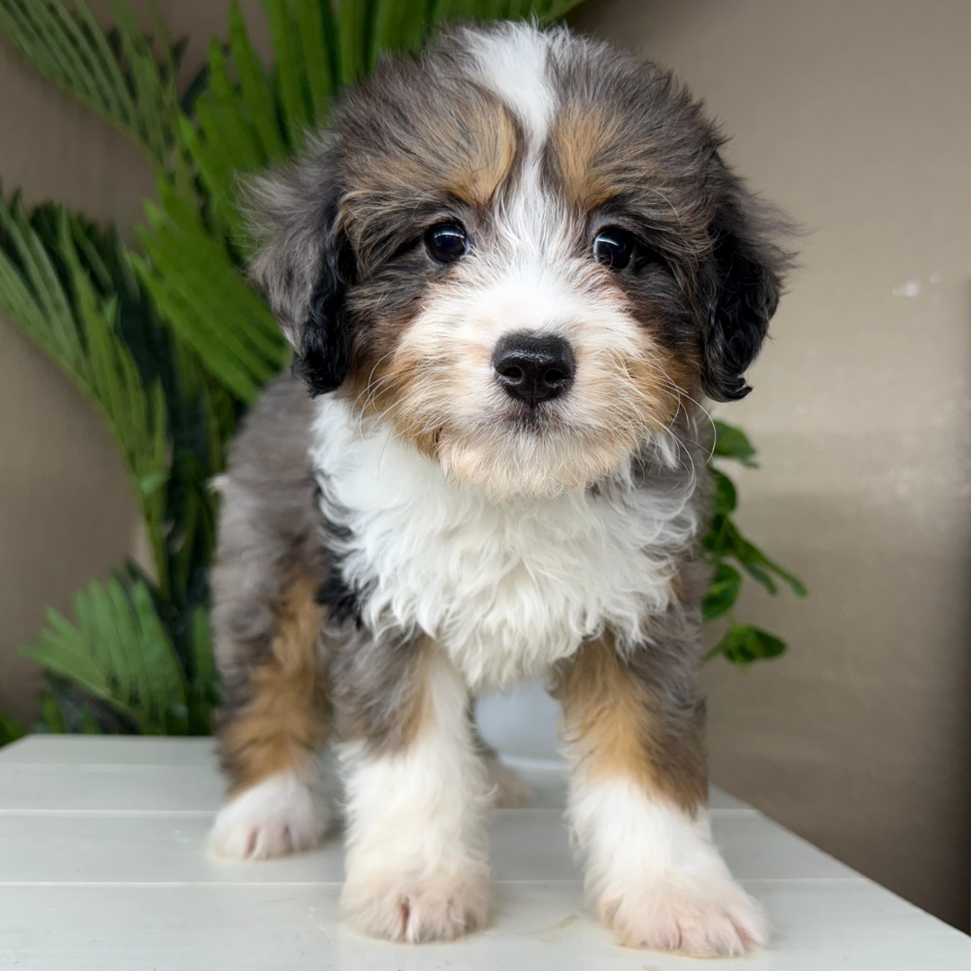 Best-Micro-Bernedoodle-Breeder