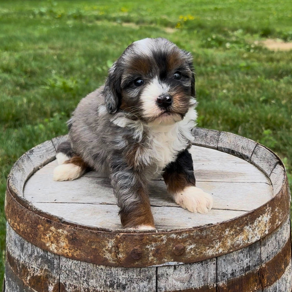 Merle-Bernedoodle
