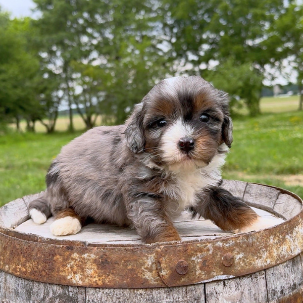 Merle-Bernedoodle