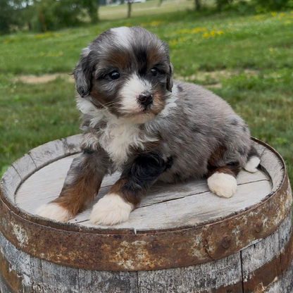Merle-Bernedoodle
