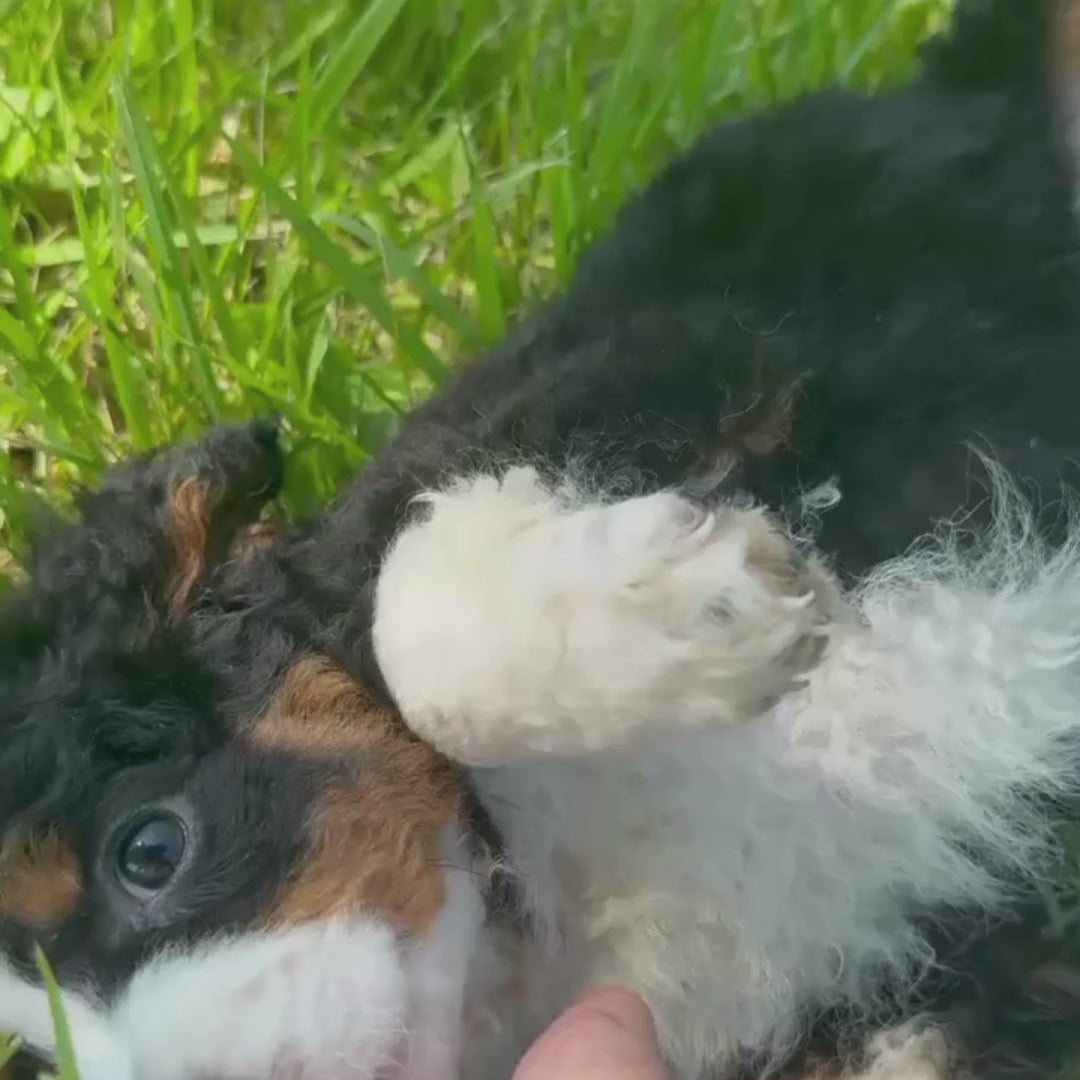 Mini-Bernedoodle-Puppy