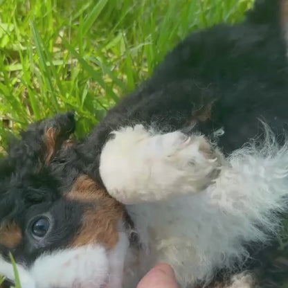 Mini-Bernedoodle-Puppy