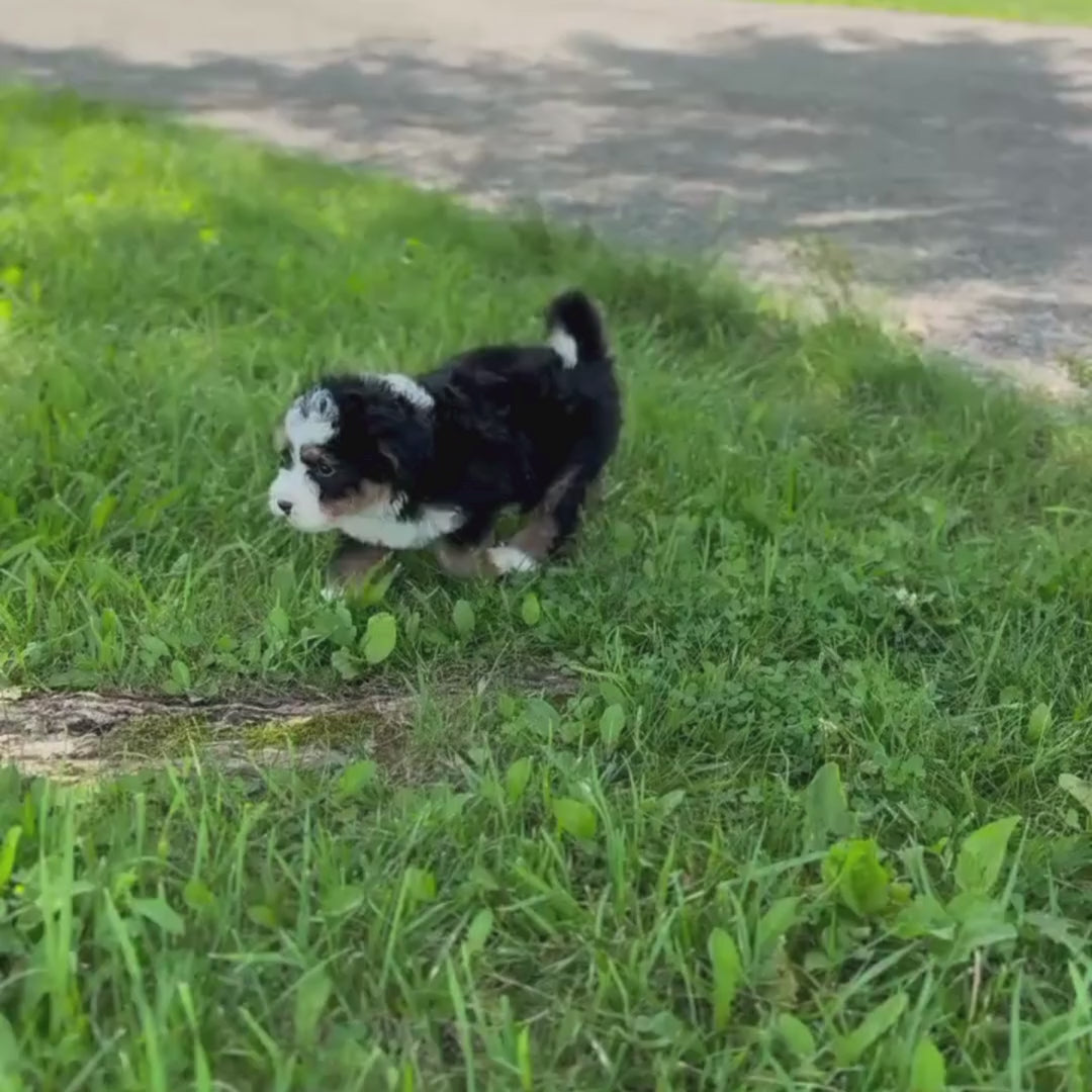 Micro-Bernedoodle