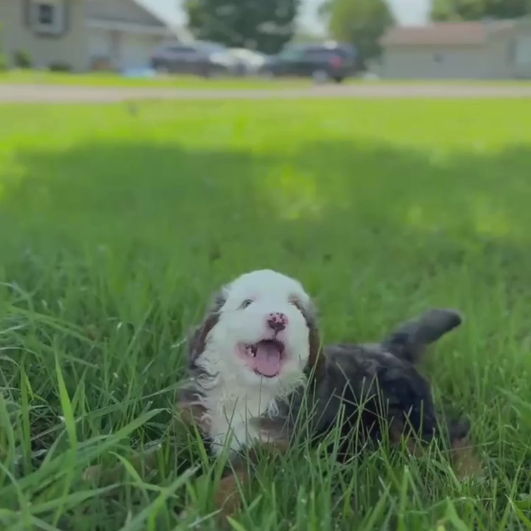 Merle-Micro-Bernedoodle