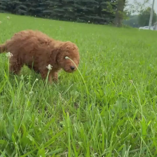Micro-Goldendoodle-Puppy-For-Sale
