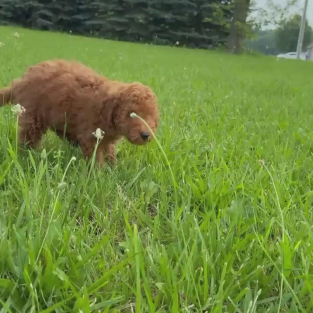 Micro-Goldendoodle-Puppy-For-Sale