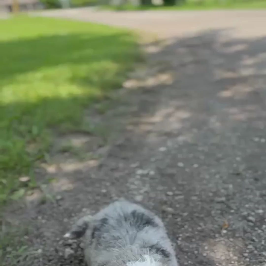 Merle-Bernedoodle-Puppy