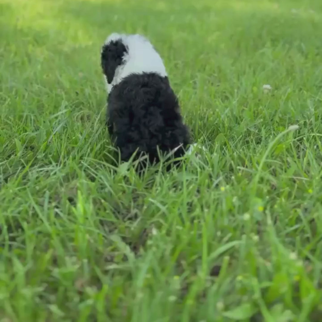 Micro-Bernedoodle-Puppy