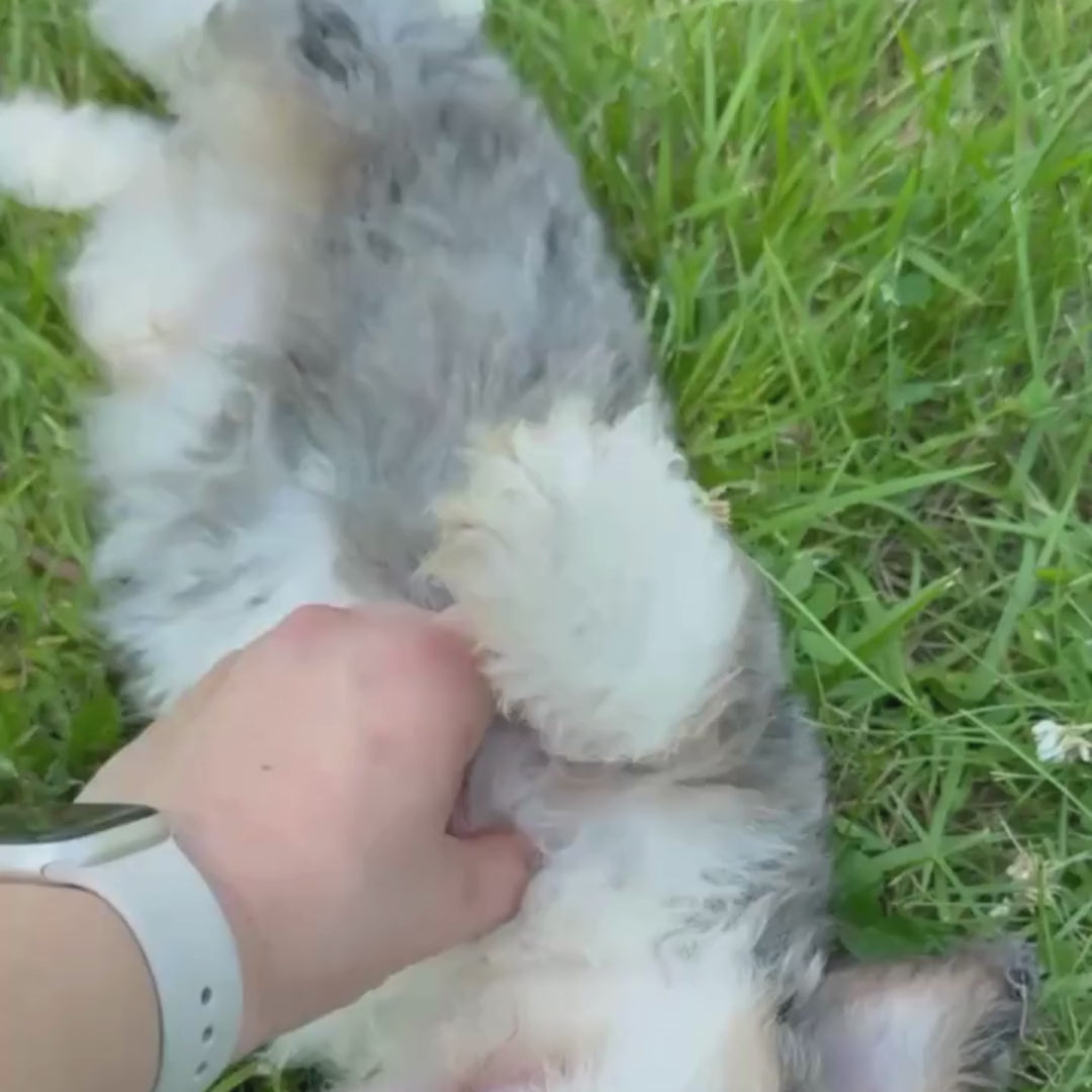Merle-Bernedoodle-Puppy