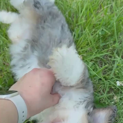 Merle-Bernedoodle-Puppy